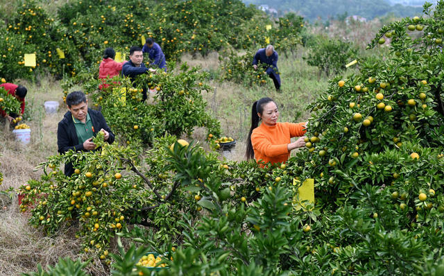 柑橘，采摘，柑橘园，橘农，市场，丰产 农业 农村 种植业 水果  产业链 富民产业