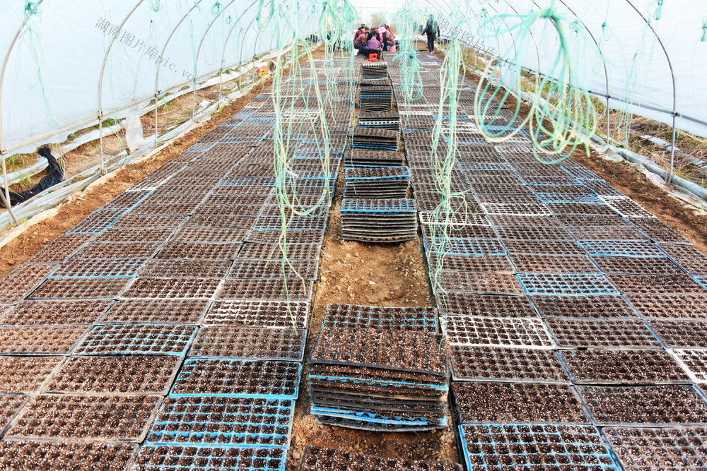 霜降  大棚蔬菜  春辣椒  软盘育苗
