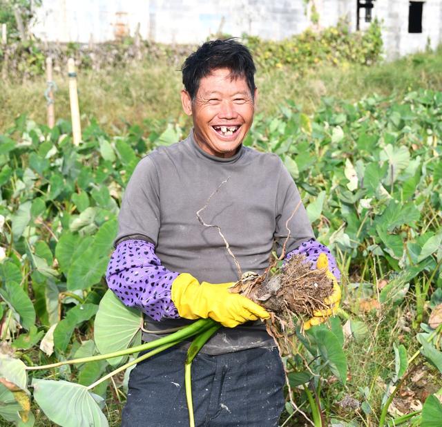 香芋丰收