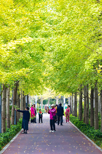银杏  秋天  湘西  游人 