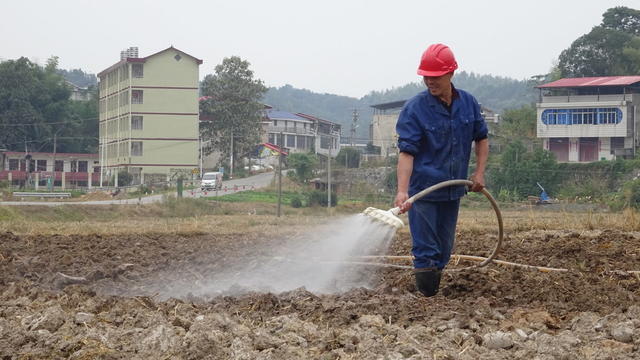油菜种植  浇水  施肥  打造花海经济