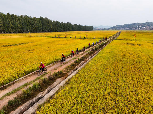 水稻  金黄  丰收  田园  风光  风景