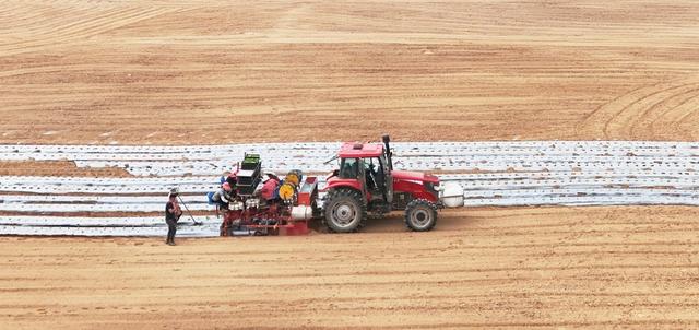   机械移栽  省力增效