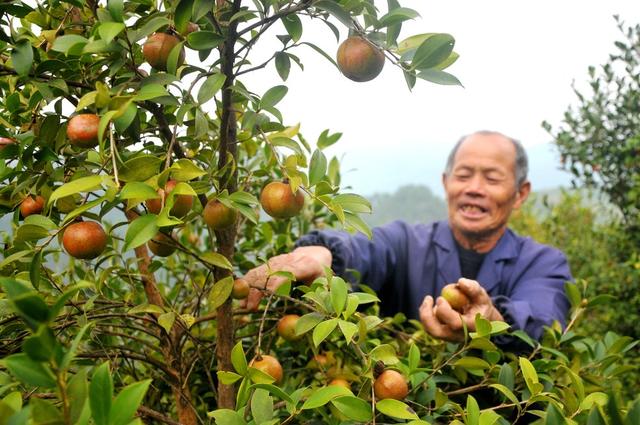 油茶 采摘 创收