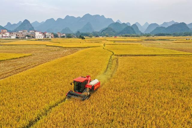 晚稻 水稻 粮食 农业 种植 丰收 田间 农机