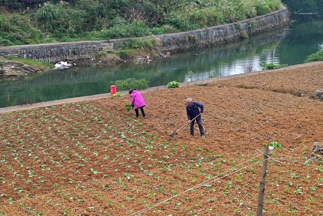 凤凰  新场  合水  农民 田间 移栽 油菜苗  