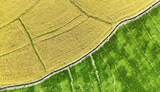 金色稻田 宛如画卷