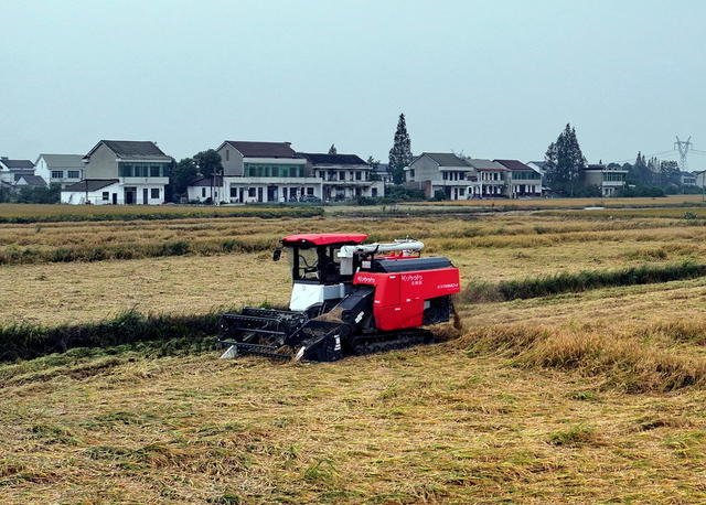 省级囗示范囗晚稻口收割
