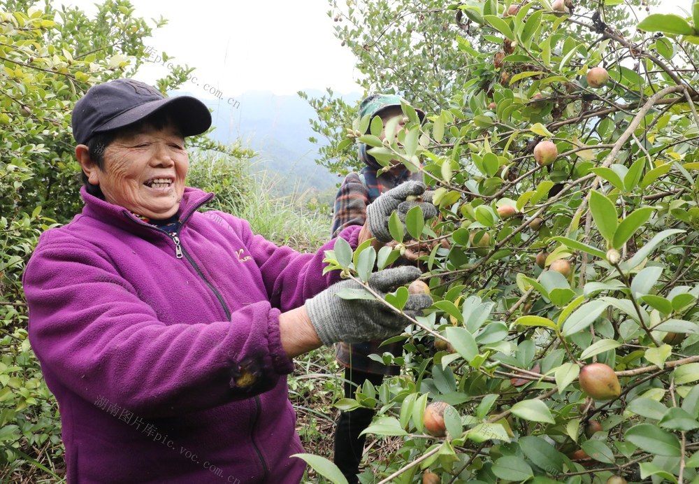 油茶产业助农增收