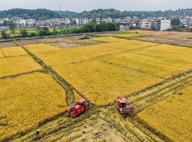 湖南道县：晚稻机收忙