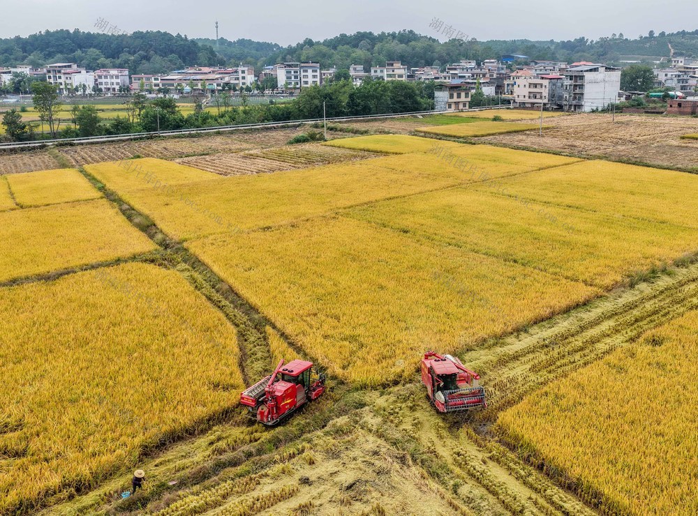 湖南道县：晚稻机收忙