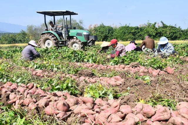 紫薯丰收 旱地增收