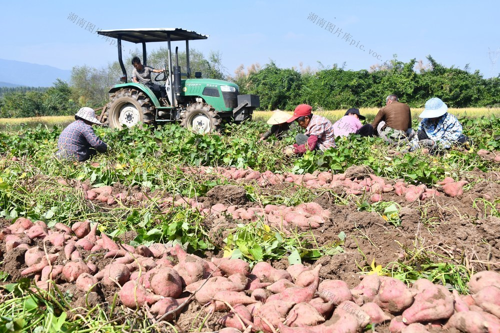 紫薯丰收 旱地增收