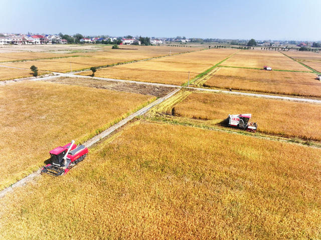 高标准农田  粮食生产  晚稻种植  收割机