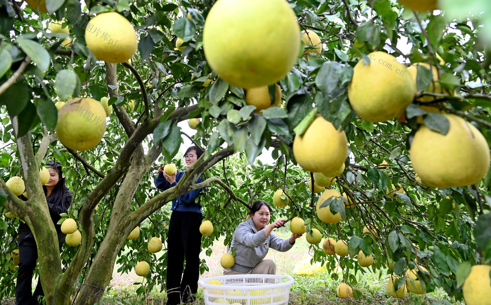 柚子,采摘,山丘地,林果,产业,种植业,农业,农村,致富,增收渠道,,乡村振兴,基地