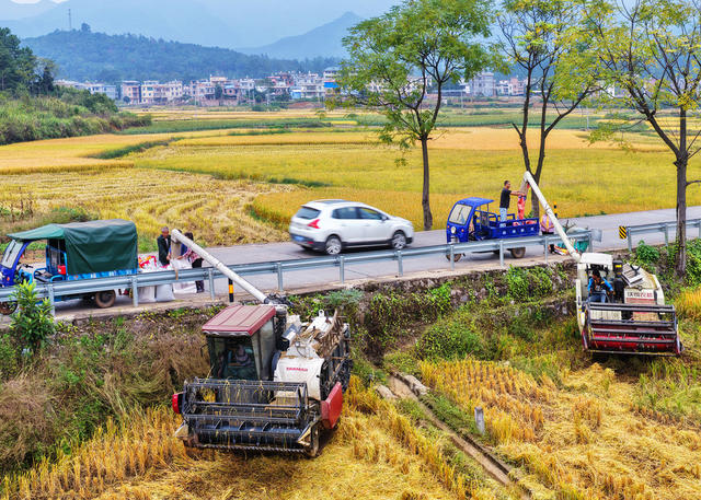 蓝山：抢收晚稻  颗粒归仓