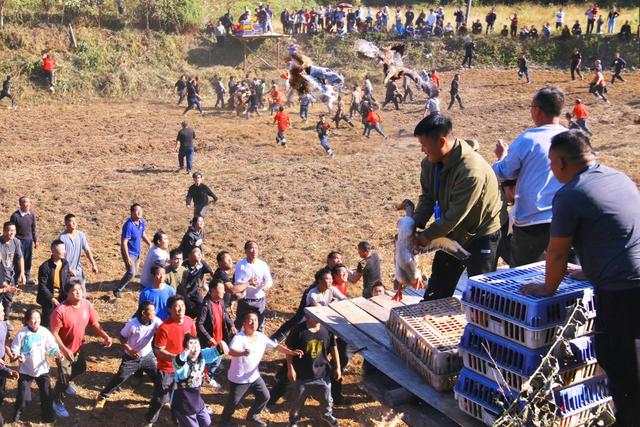 重阳节 民俗 党群 抓鸭子  节日