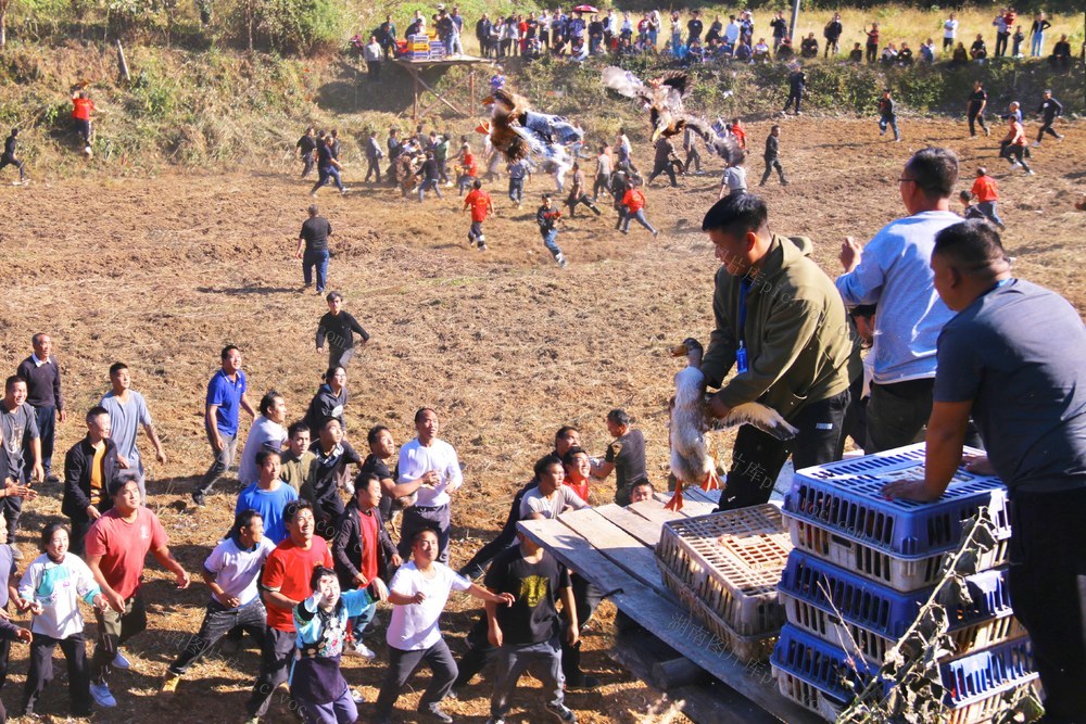 重阳节 民俗 党群 抓鸭子  节日