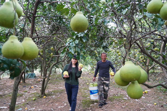 柑橘丰收（图）
10月29日，湖南省隆回县山界回族乡落马井村柑橘基地一片丰收景象。近年来，该村邓联柏等6名村民合伙承包80亩山地，种植柑橘、脐橙，收入颇丰。