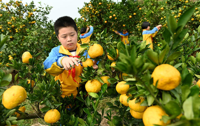 劳动 采摘 学生 实践 教育 柑橘  橘园 体验 劳动课 园艺场  学校
