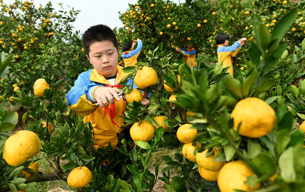 劳动 采摘 学生 实践 教育 柑橘  橘园 体验 劳动课 园艺场  学校