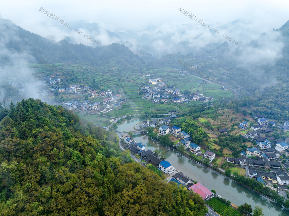 隘口村 秋雨 茶园 绿色生态 和美家园