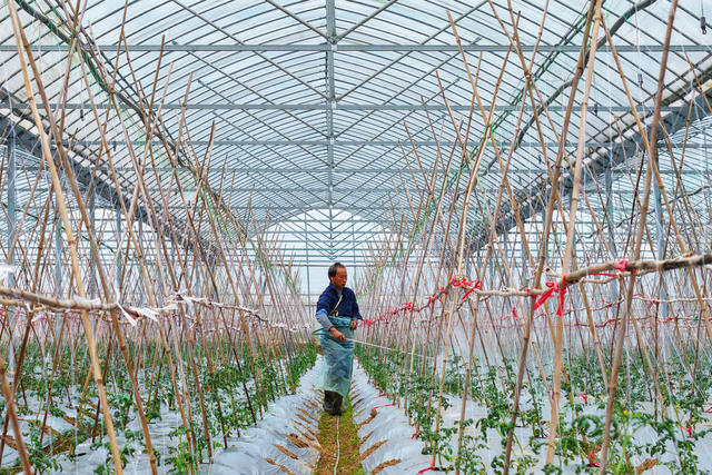 嘉禾：蔬菜基地农事忙