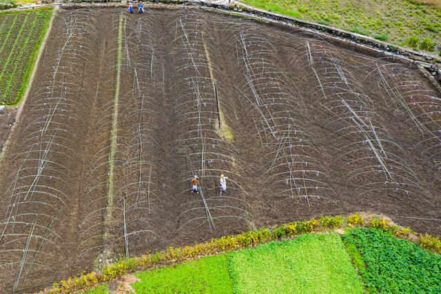 农业  深秋  农民  农事  湘西 