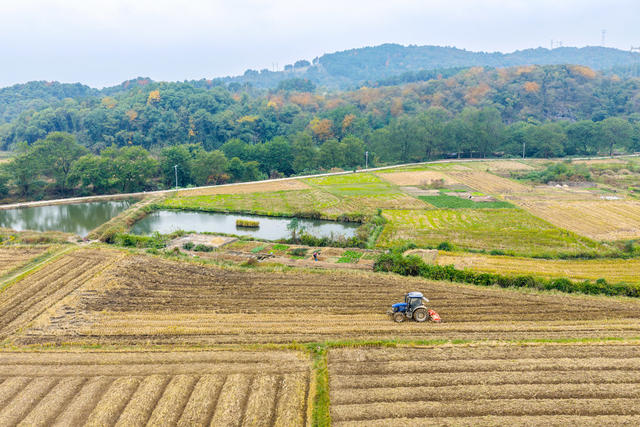 “三冬”生产  冬种  油菜