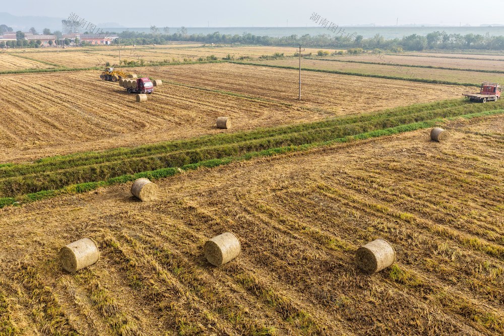 稻田秸秆回收
