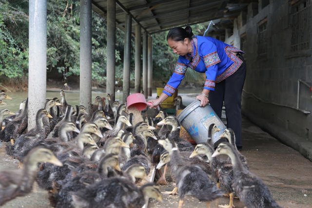养殖、庭院、经济、农村、生态
