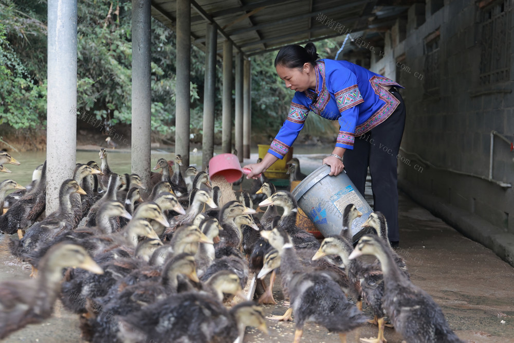 养殖、庭院、经济、农村、生态