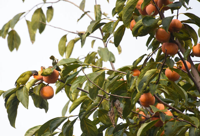 动物  鸟趣  植物  柿子  啄食