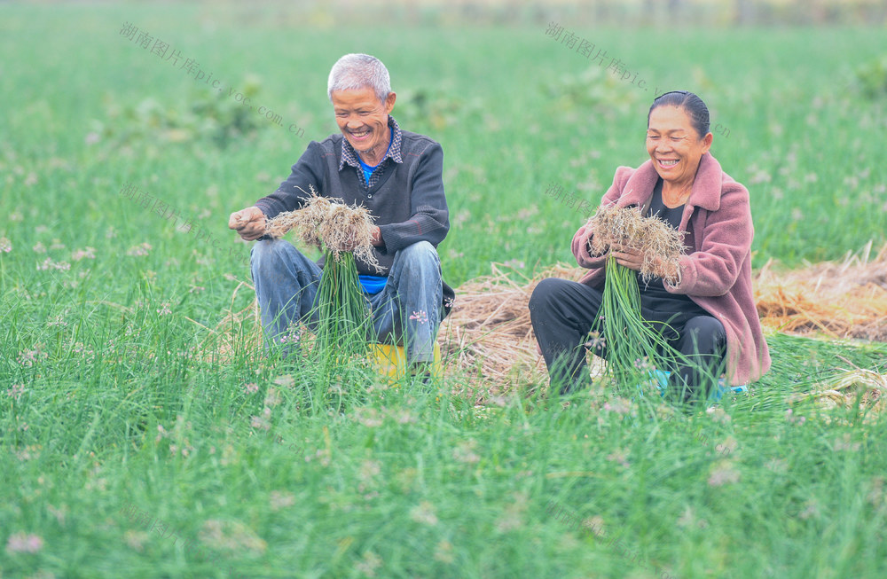 湖南道县：种藠头 促增收
