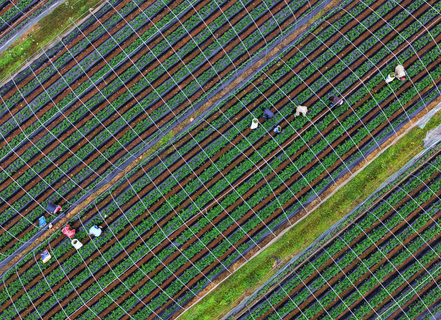 嘉禾：特色果业助增收