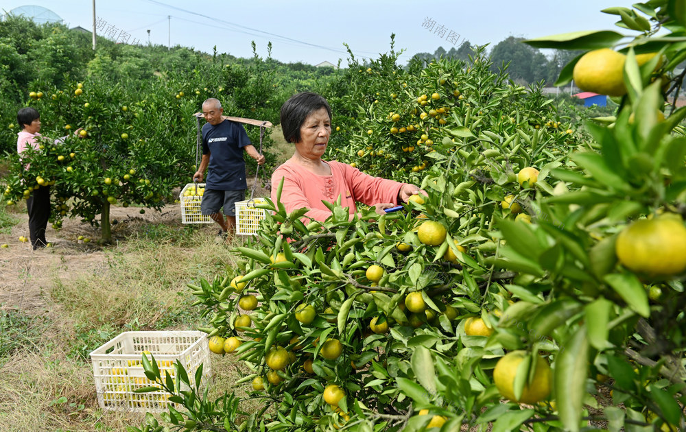柑橘，采摘，桔园，果农，市场，丰产 农业 农村 种植业 水果 