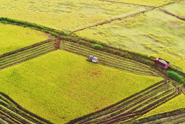 嘉禾：晚稻收割忙