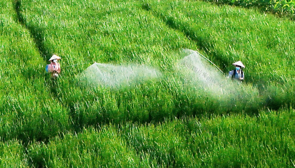 金秋时节农事忙