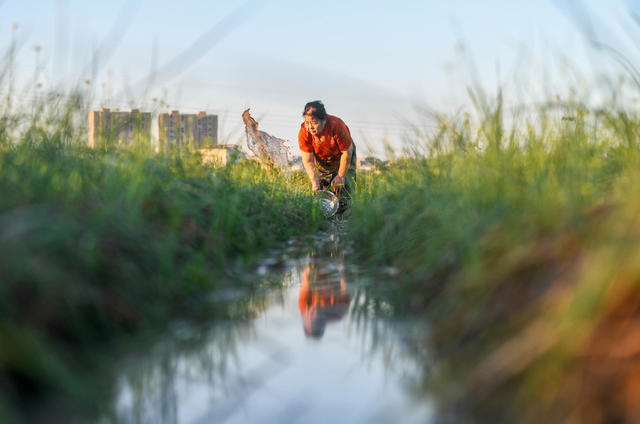 湖南道县：寒露近 农事忙