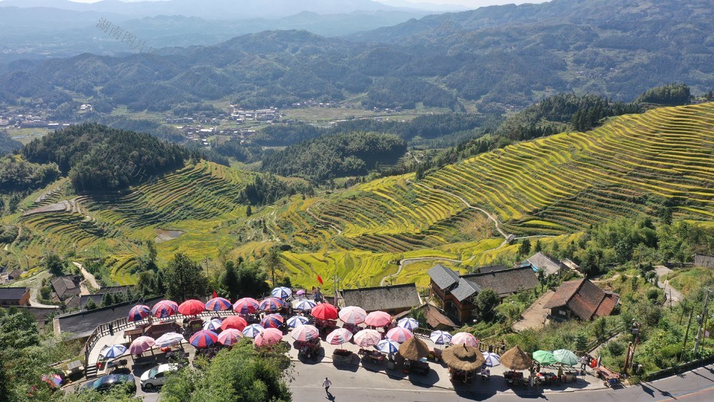 旅游 游客 国庆 稻谷 成熟 梯田 紫鹊界