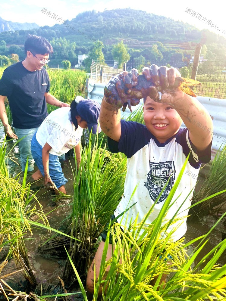 捉鱼  别院 稻田  游客