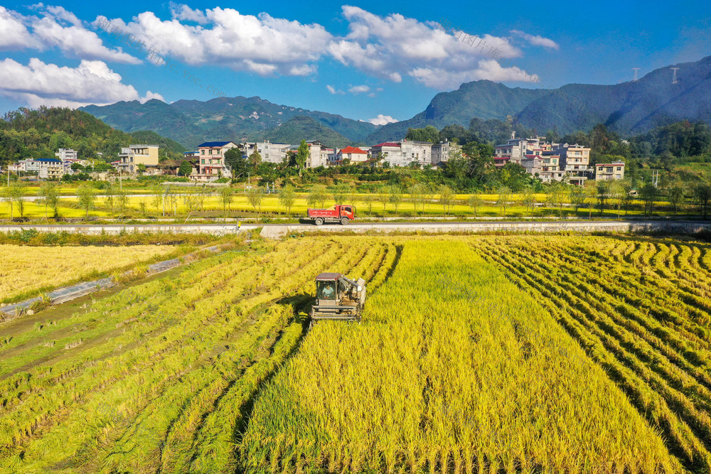 湖南，龙山，金秋，稻田，收割