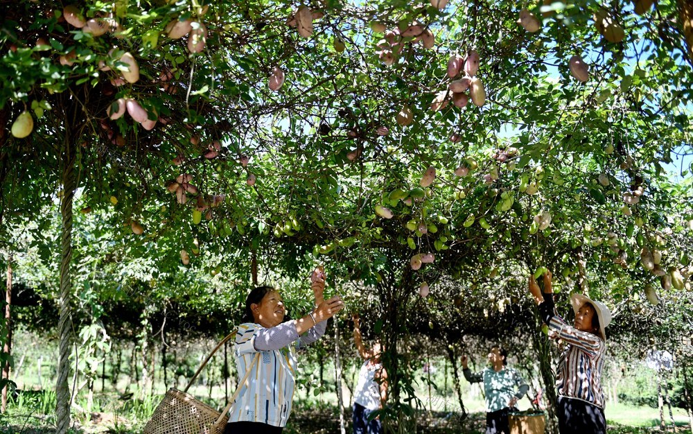 寒露，二十四节气，采摘，忙碌，农时，瓜果，农亊，作业，田间地头，农民，农作物，产业园，八月瓜，农业