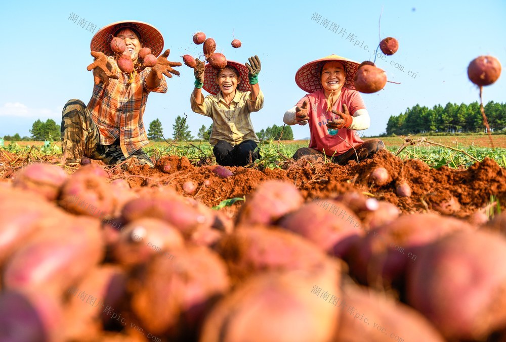 湖南道县：金秋收获忙 寒露 节气