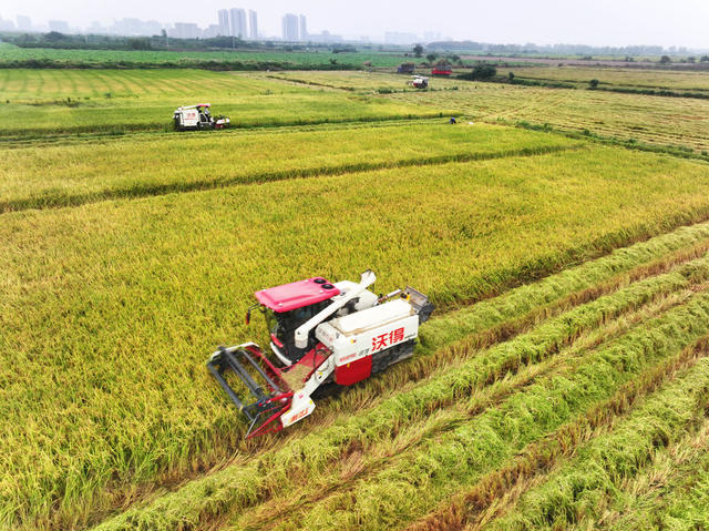 寒露节气  农事活动  晚稻收割  收割机