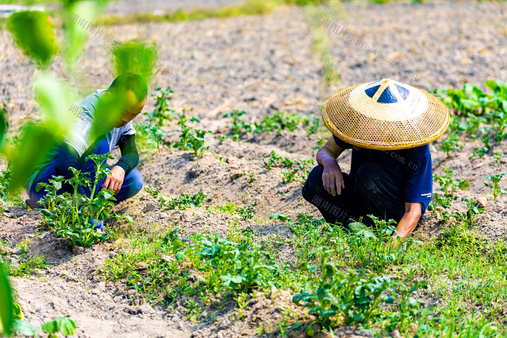 寒露  节气 农民