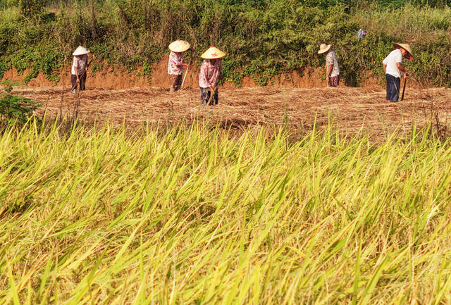 嘉禾：寒露时节农事忙