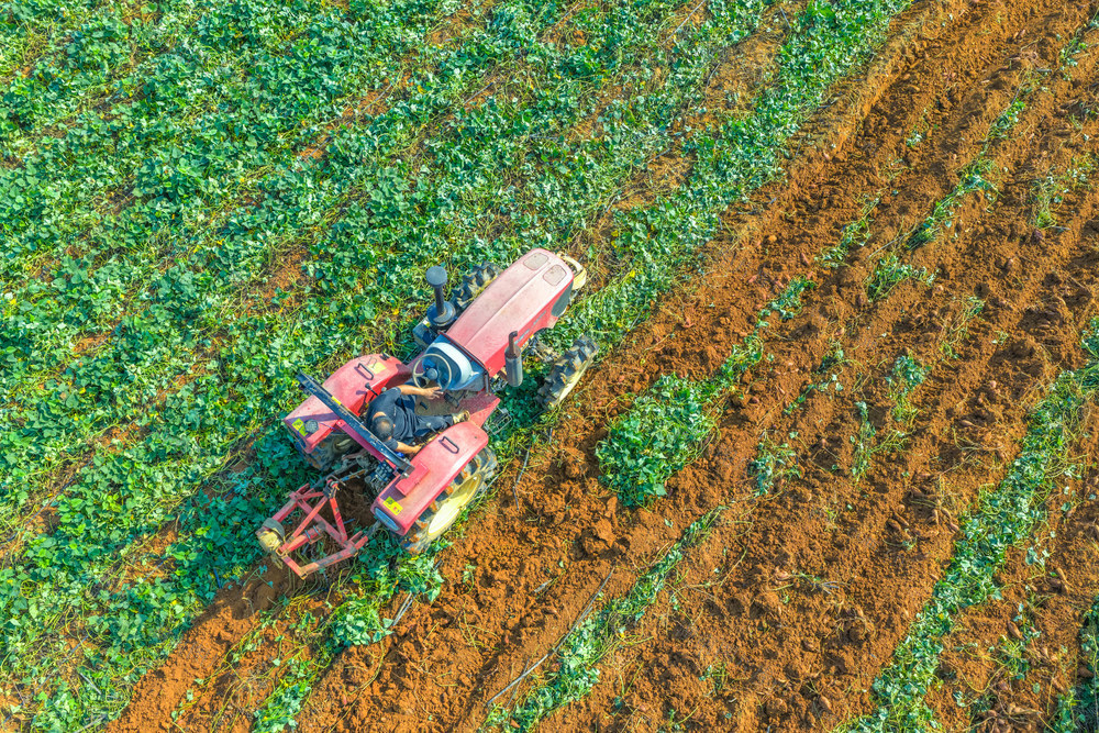 特色农业  紫红薯  丰收  荒地  开发