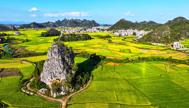 丰收  水稻  风景  丰景  如画
