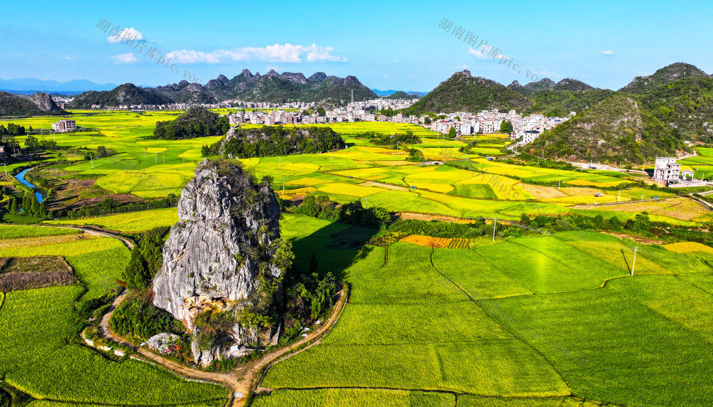 丰收  水稻  风景  丰景  如画